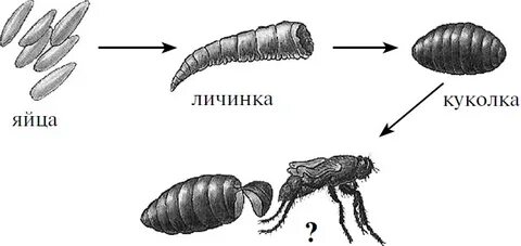 Комнатная муха полное превращение дождевой червь