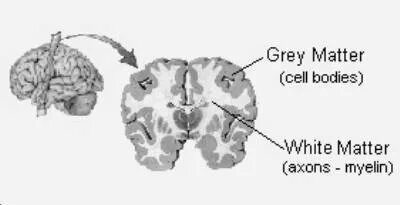 Серые клетки мозга. Мозг анатомия грей.