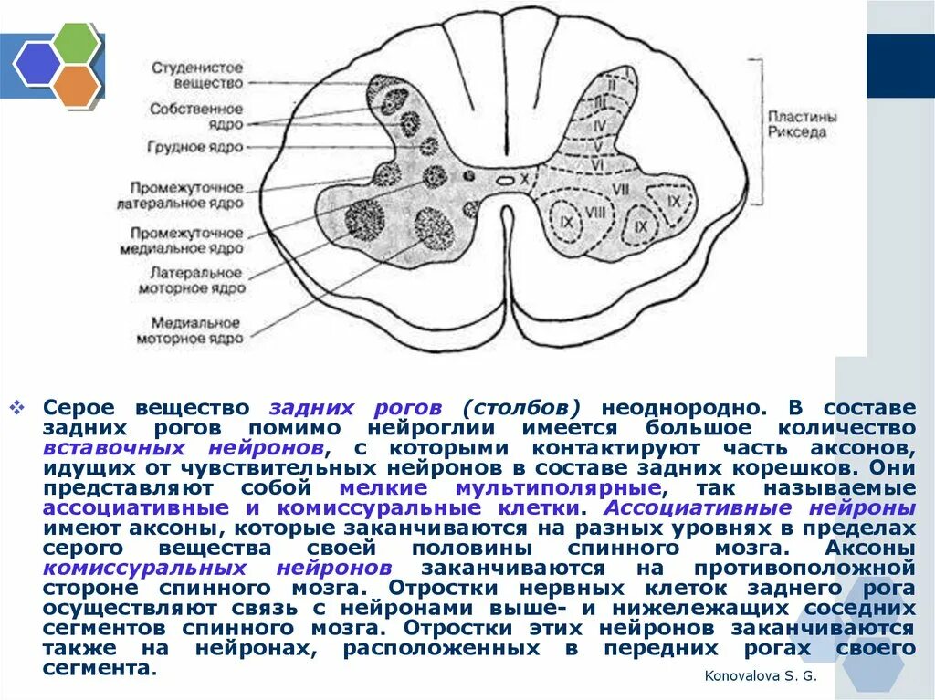 Тело и отростки расположены в спинном мозге. Ядра заднего рога спинного мозга. Нейроны ядер передних Рогов спинного мозга двигательные. Ядра задних Рогов спинного. Ядра серого вещества спинного мозга.