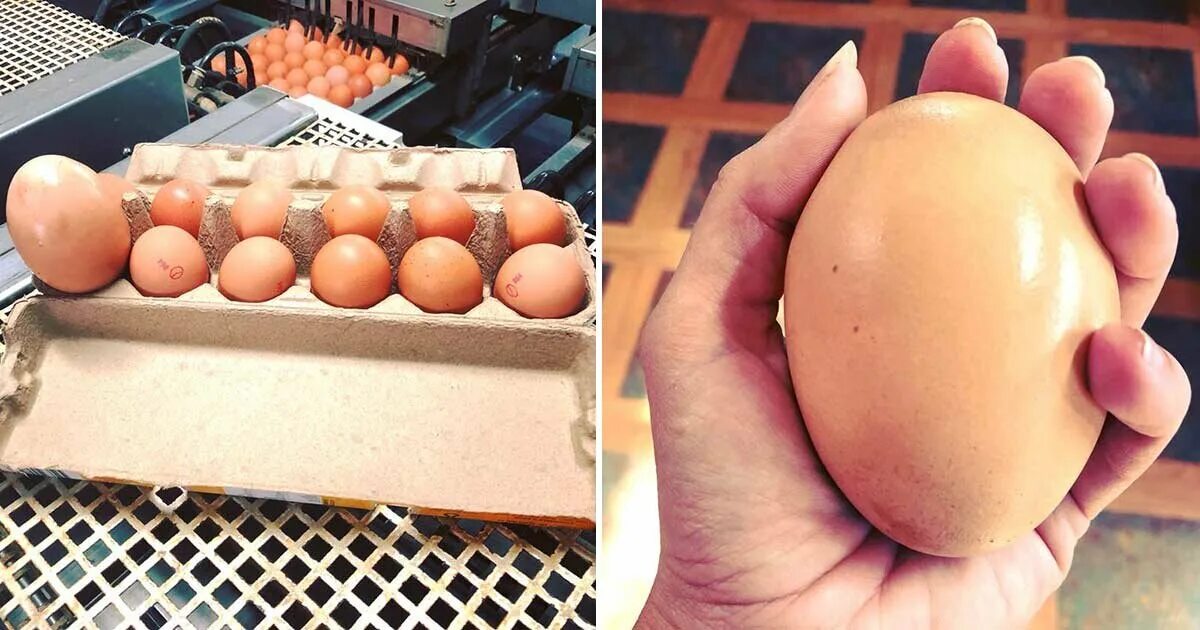 Большие куриные яйца. Огромные куриные яйца. Гигантские куриные яйца. Самые крупные куриные яйца.