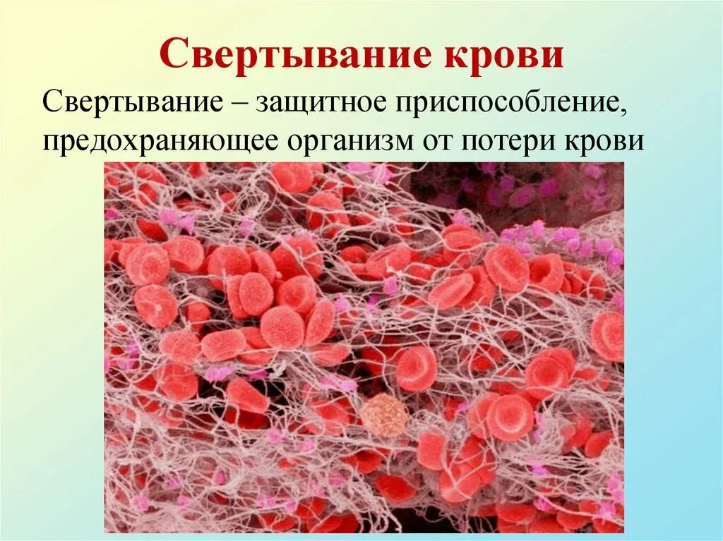 Силен и тромбоциты. Свертывание крови. свертывание крови крови. процесс свертываемости крови. тромбоциты свертывание крови.