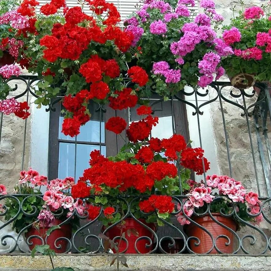 Герань на кухне. Пеларгония ампельная balkon. Пеларгония balcon Red. Пеларгония плющелистная балкон ред. Пеларгония ампельная бабочка.