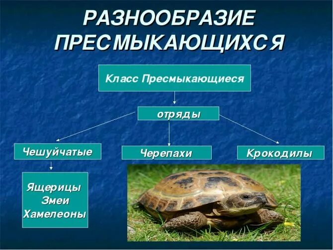 Установите соответствие представители отряды пресмыкающихся. Пресмыкающиеся 7 класс биология. Пресмыкающиеся отряд чешуйчатые. Общая характеристика пресмыкающиеся 7 класс биология. Позвоночные животные пресмыкающиеся.