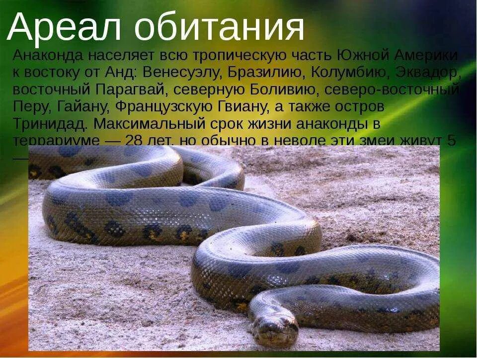 Интересные факты о петоне. Змея питон доклад. Интересные факторы о питоне. Факты о питонах. Факты о питонах.