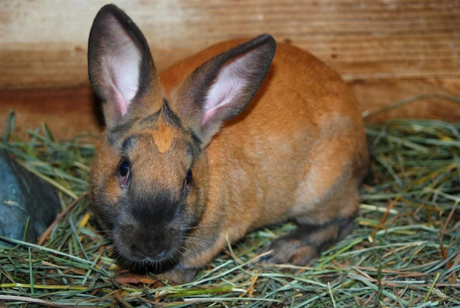 Rabbit turkey. Коричневый кролик. Кролик порода бурый. Породистые кролики коричневые.