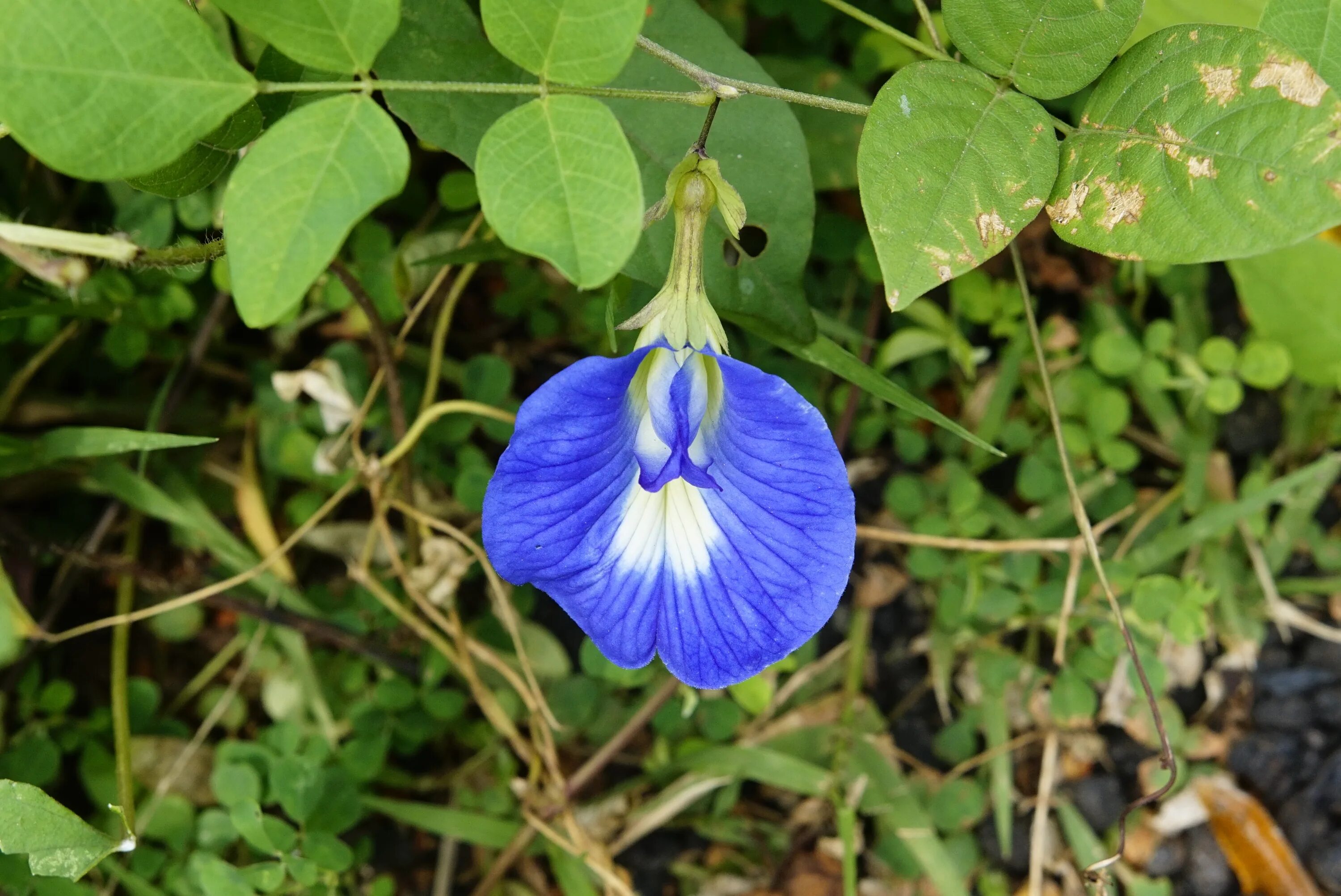 Клитория это. Клитория. Clitoria ternatea. Клитория камбоджийская. Клитория Легенда.