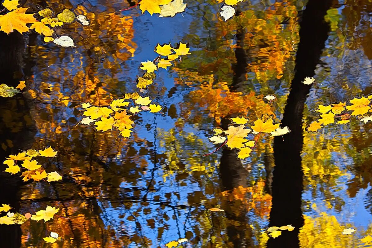 какие листья падают осенью. осень падают листья. падающие листья. какие листья падают осенью. осень листопад.