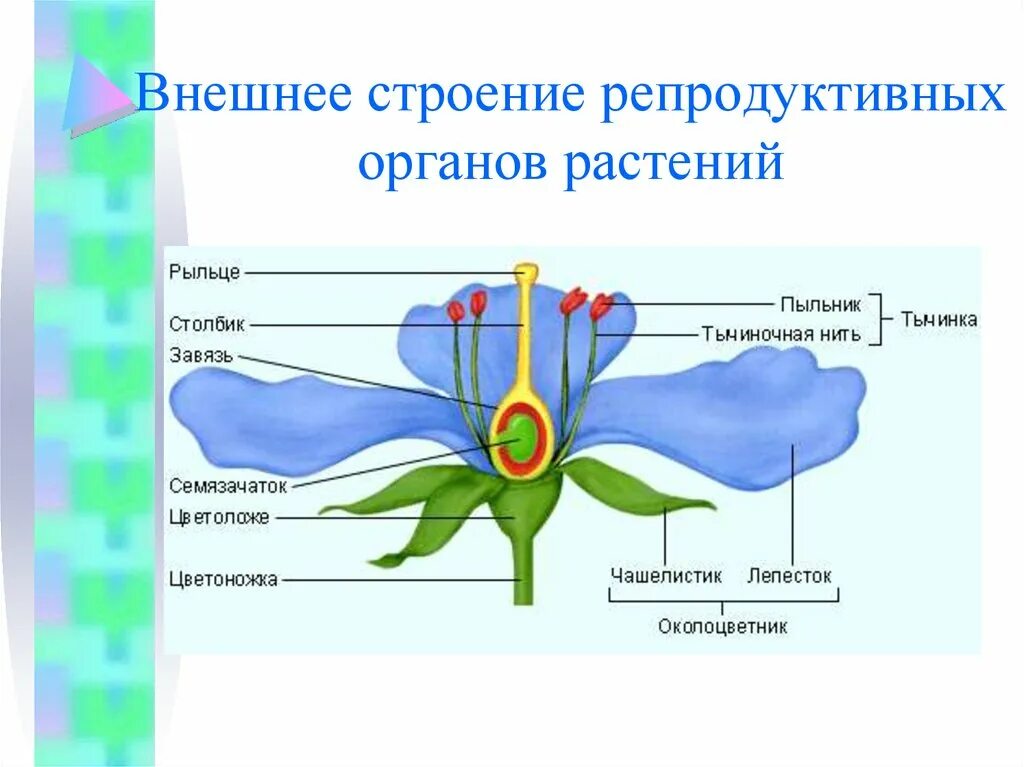 Репродуктивные органы цветковых растений. Репродуктивные органы покрытосеменных растений. Строение репродуктивных органов покрытосеменных растений. Репродуктивные органы цветкового растения.
