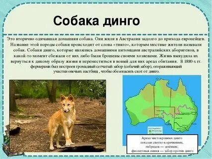 Узнать где собака