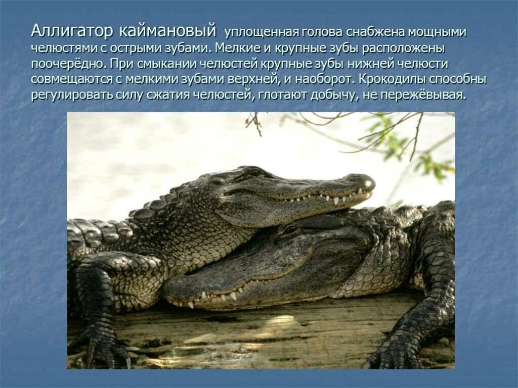 Крокодил млекопитающее или нет
