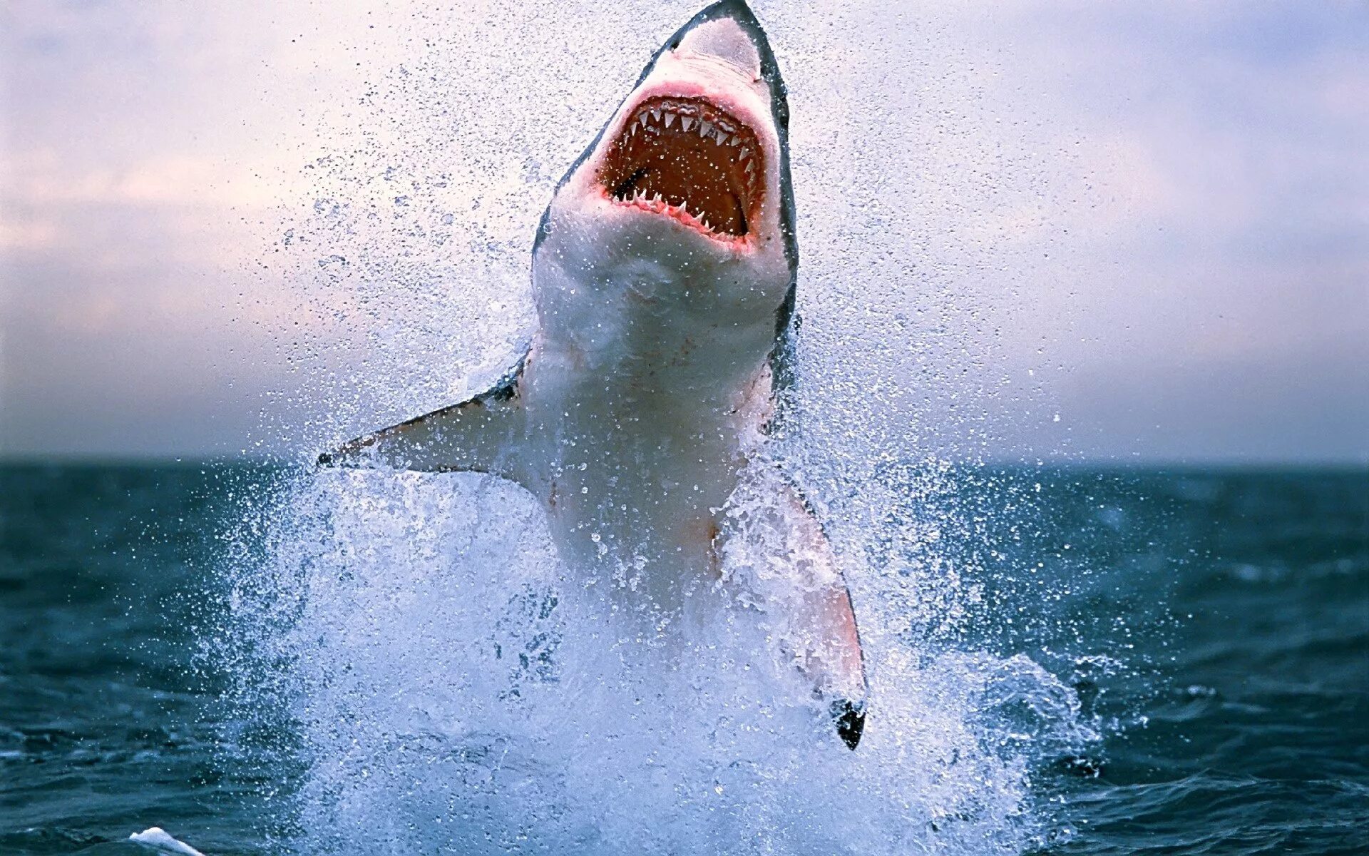 Про акул воды. Большая белая акула (great White Shark). Белая акула с открытой пастью. Акула выпрыгивает из воды.