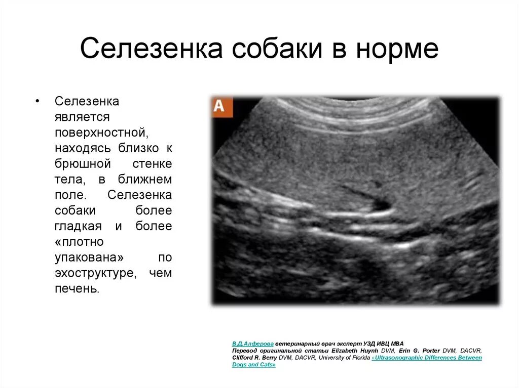 Экстрамедуллярный гемопоэз селезенки у собак узи. Нодулярная гиперплазия селезенки узи. Узи селезенки собаки. Спленомегалия селезенки узи. Узи селезенки собаки.