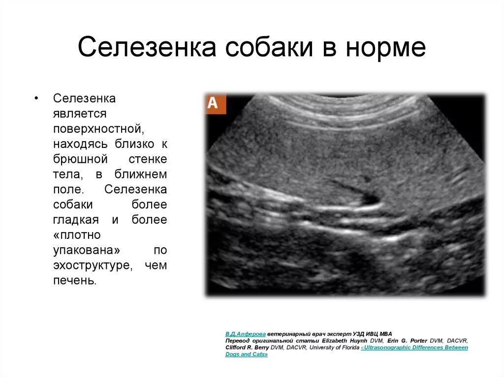 Селезенка кота. Патологии селезенки УЗИ норма. Объем селезенки на УЗИ В норме. Измерение селезенки на УЗИ.