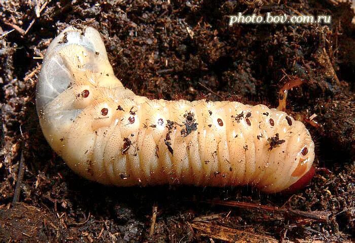 How to Get Rid of Grubs June bug, Slugs in garden, Grubs