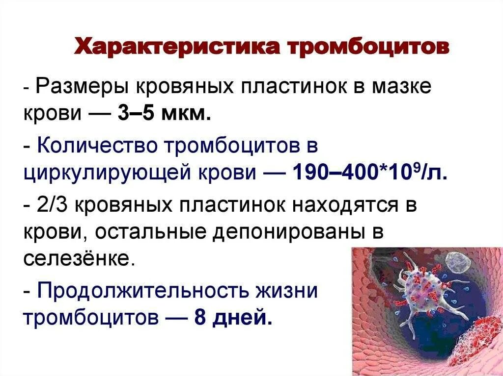 Количество тромбоцитов в 1 мм3. Морфофункциональная характеристика тромбоцитов. характеристика и строение тромбоцитов. тромбоциты общая характеристика. тромбоциты в крови строение и функции.