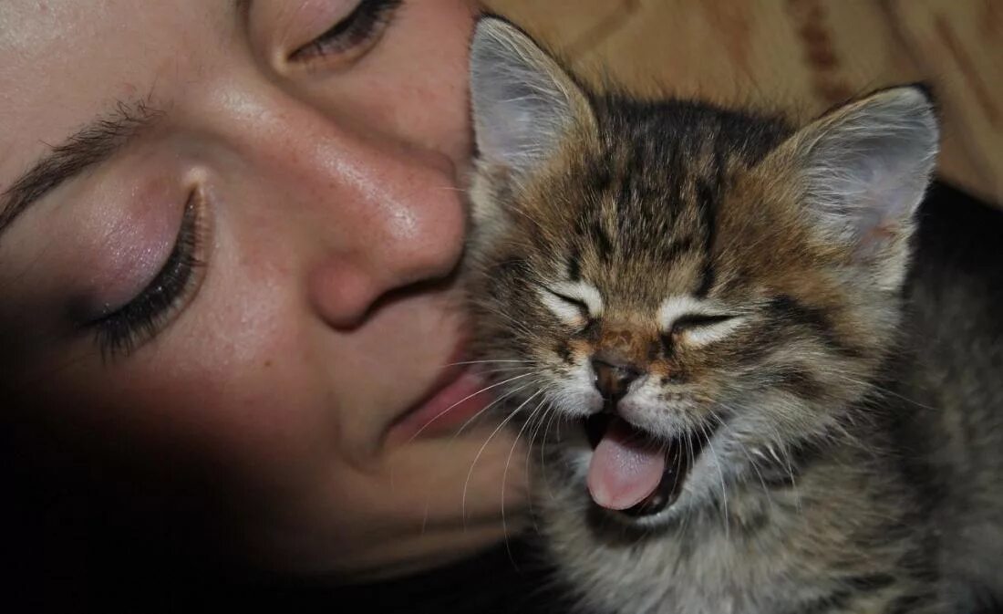 Почему у кошек на лбу буква м. Коты с м на лбу. кот с буквой м на лбу. породистые кошки с буквой м на лбу. кошка с буквой м.
