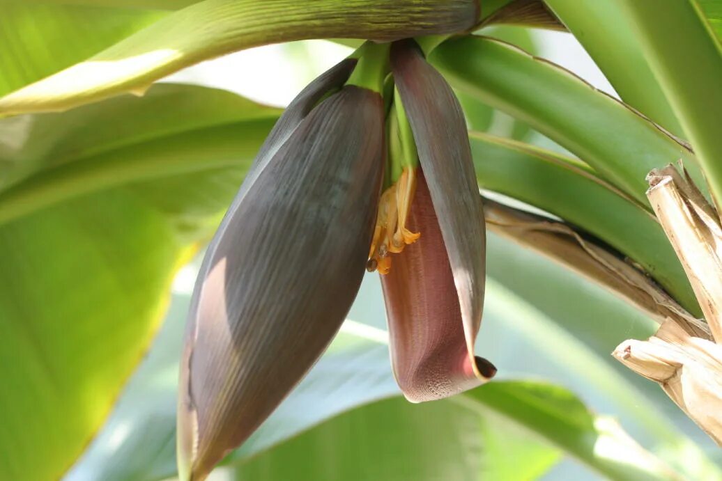 Musa sikkimensis. Musa balbisiana. Текстильный банан сканворд 5. Спелый банан. Musa textilis банан текстильный.