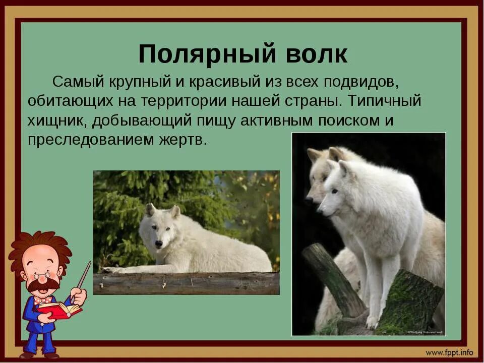 Полярный волк. Полярный волк презентация. Полярный волк интересные факты. Белый Полярный волк.