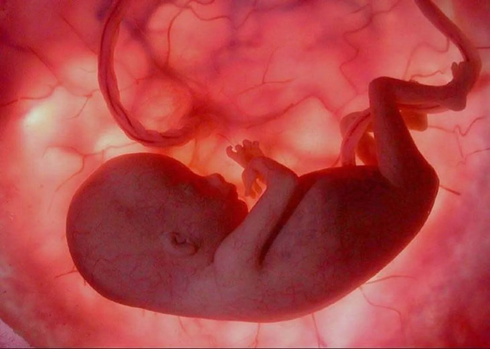 Внутриутробная жизнь ребенка. Зародыш во чреве матери. Зародыш ребенка в утробе матери.