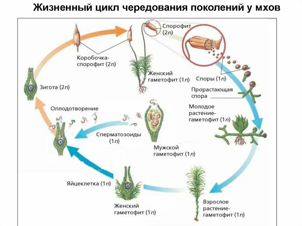 Поколение спорофит имеет. Жизненный цикл мхов мхов. Чередование поколений спорофита и гаметофита. Жизненные циклы растений гаметофит и спорофит. Чередование поколений у покрытосеменных растений.