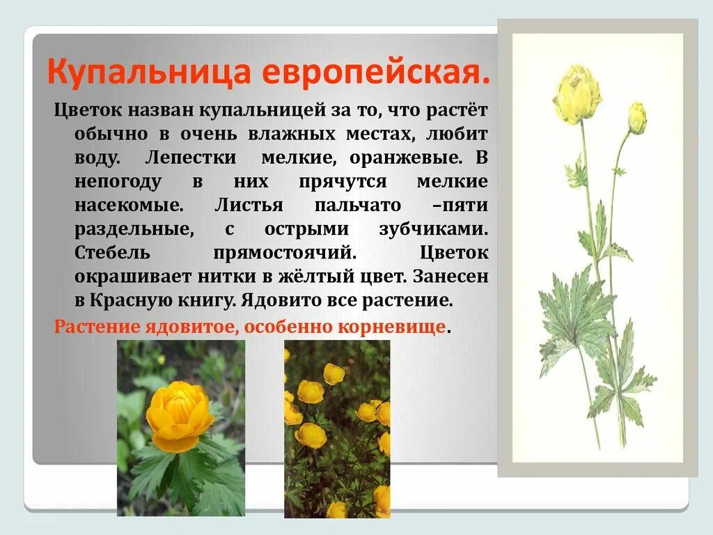 Какой тип питания характерен для купальницы. Купальница европейская цветок. Купальница Алтайская. Купальница европейская (Trollius europaeus). Купальница европейская- лекарственное растение.