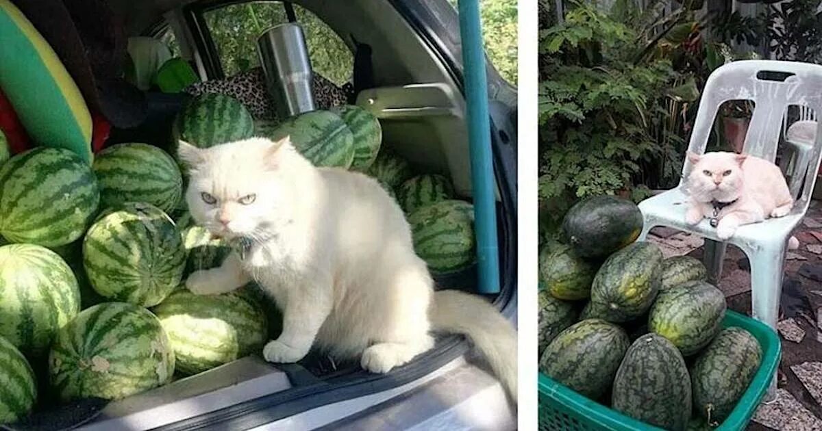 Можно давать котам арбуз. Кот на арбузе. коты и арбузы. арбузы с котами. котик с арбузом.