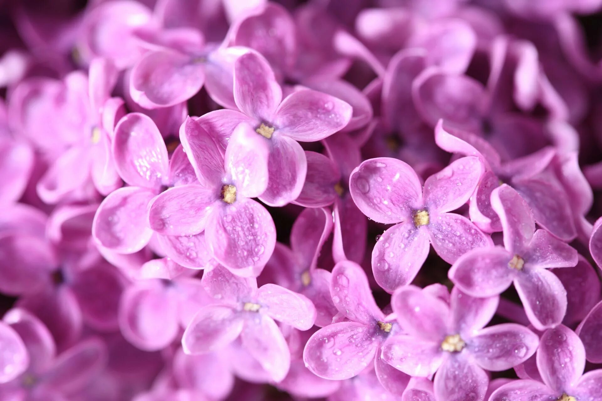 Школьная сирень. Сирень. Фиолетовые цветы. Обои на рабочий стол цветы. Сирень цветы.