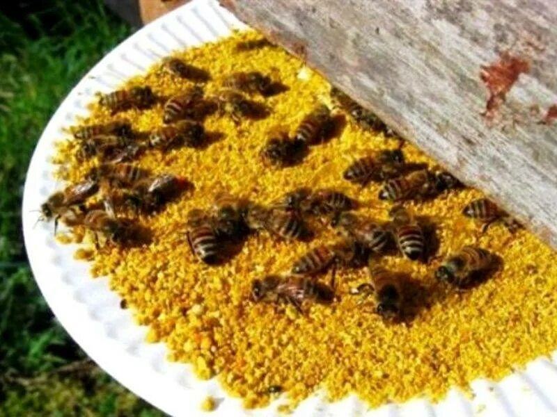 Весенняя подкормка пчел сиропом. Канди подкормка для пчел. Подкорм пчел. Подкормка пчел. Белковые корма для пчел.