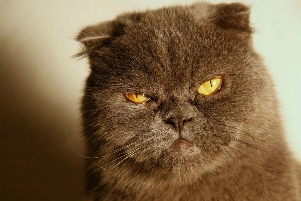 кингпин барецкий. мордоворот 2008. осунаараси кинтаро. кот с большой мордой. лицо с воротами мордоворот рисунок.