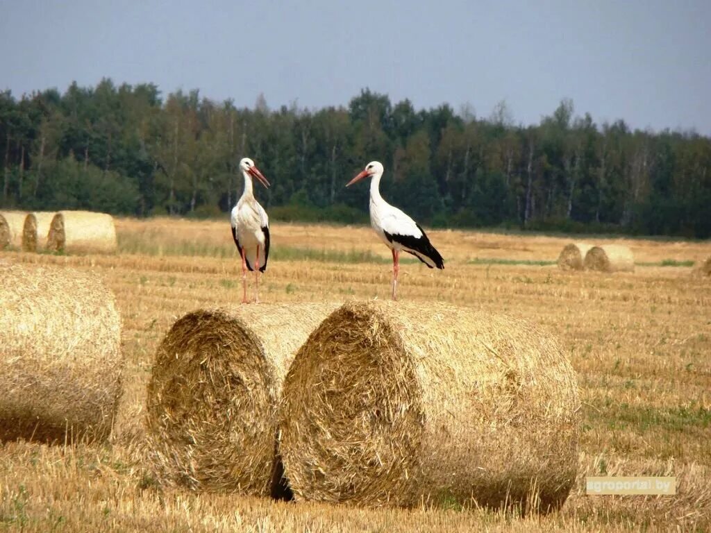 Сено минск. Белоруссия поле Аист. Белоруссия природа. Аист в поле. Аисты в Белоруссии.