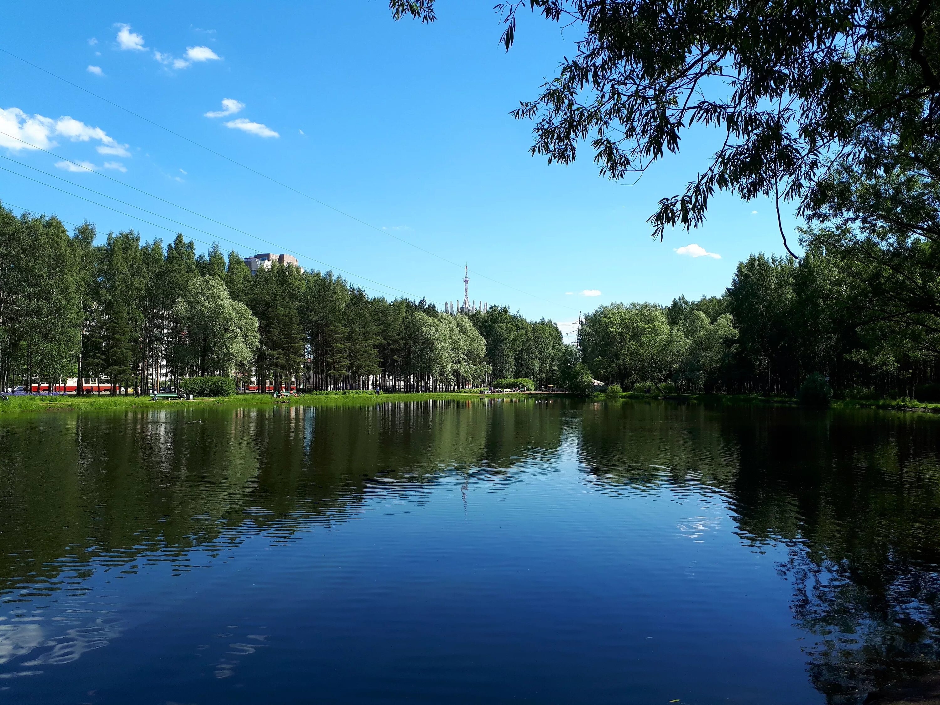 Озер парк отзывы. Ждановское озеро Всеволожск. Парк Сосновка озеро. Сосновка парк бассейн. Парк Сосновка пруд.