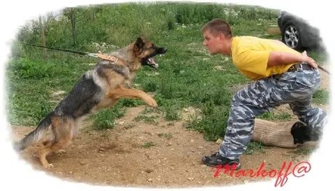 Можно немецкую овчарку держать на улице