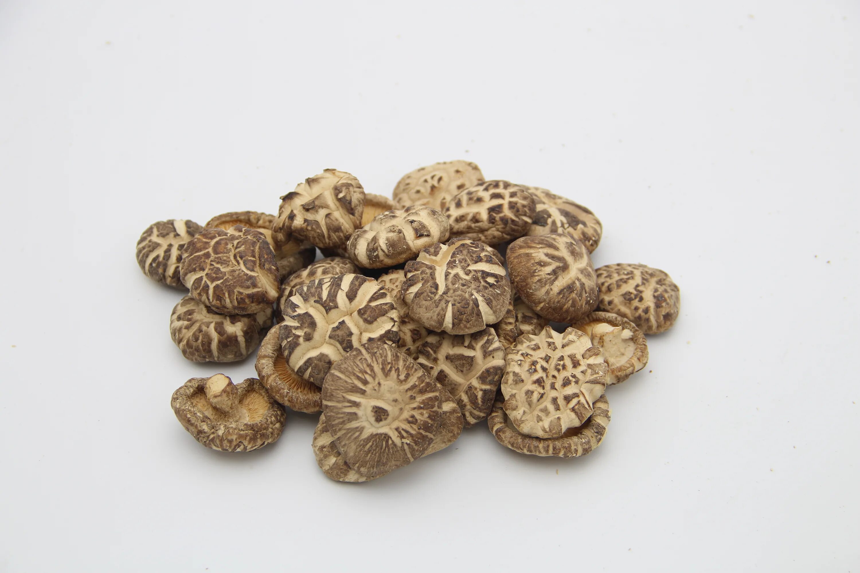 Шиитаки свежие. Гриб шиитаке. Шиитаке Lentinus edodes. Японские грибы шиитаке. Грибы шиитаке лентинан.