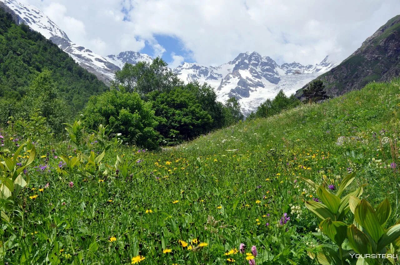 Субальпийские луга. Субальпийские луга фото. Субальпийские и альпийские луга. Кавказские горы субальпийские луга. Субальпийские луга кавказа.