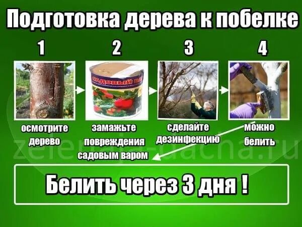 Как развести известь для побелки деревьев. Известь для побелки деревьев. побелка деревьев известью. как развести пушонку для побелки деревьев. как развести побелку для деревьев.