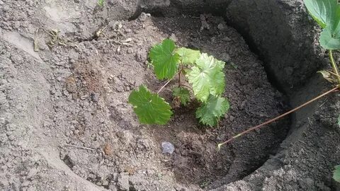 Гребни винограда