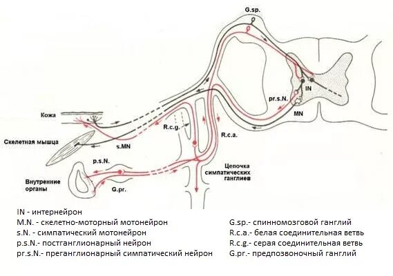 Висцеральный рефлекс. Висцеро висцеральный рефлекс схема. Висцеро висцеральный рефлекс рефлекторная дуга. Висцеро соматический рефлекс схема. Кожно висцеральный рефлекс.