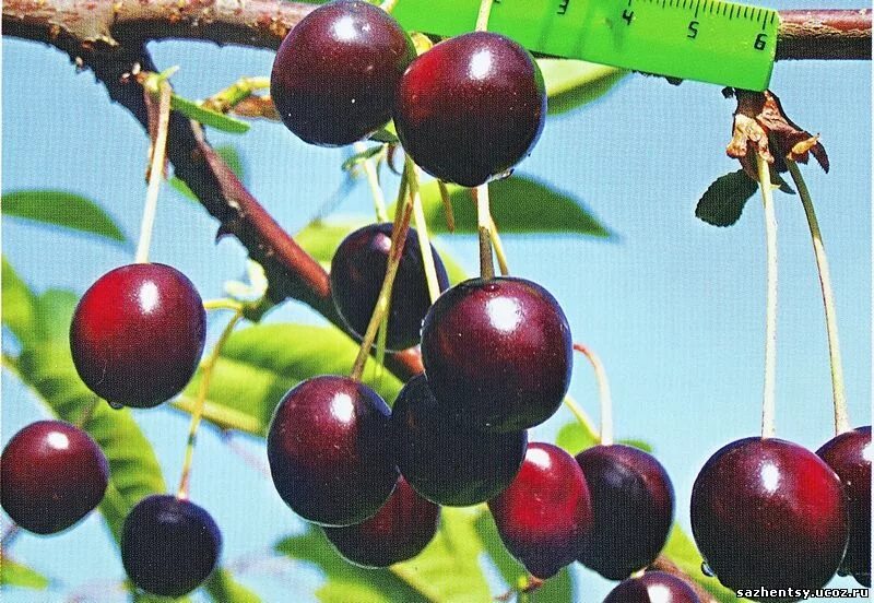 Сорт вишни 5. Вишня обыкновенная жуковская. вишня сорт жуковская. вишня антипка жуковская. вишня жуковская дерево.