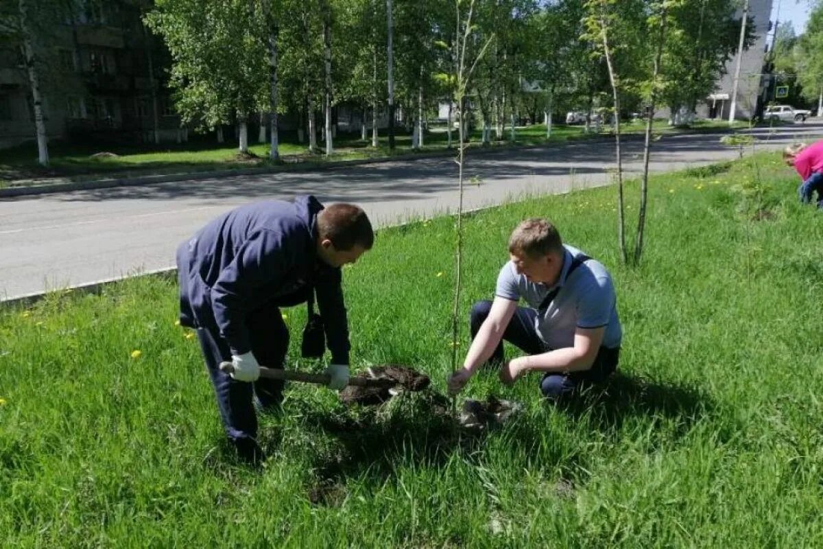 В ряд высадили 12 деревьев. Масштабная посадка деревьев. Сад памяти Березники высадка деревьев. Высаживание деревьев на память. Хабаровск посадка деревьев 12 октября.