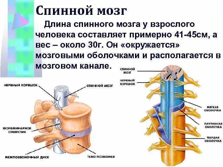Нервная система человека спинной мозг. Нервные окончания спинного мозга. Спинномозговые нервы. Чувствительный корешок спинномозгового нерва.