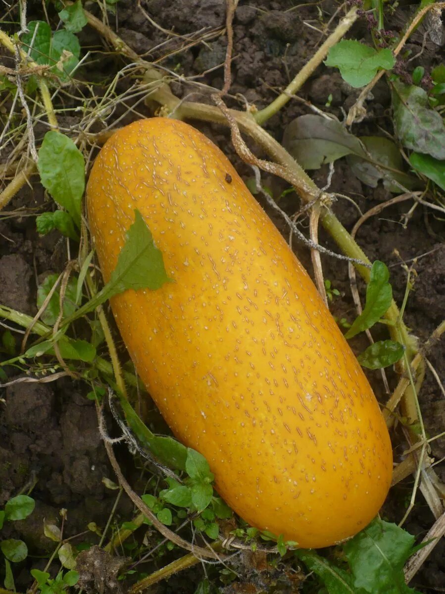 Желтый огурец. Спелый огурец. Семена огурца в разрезе. Цвет спелого огурца. Как выглядит спелый огурец.