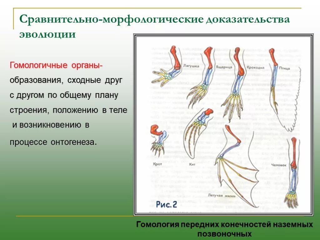 Сравнительно морфологические доказательства эволюции. Сравнительные анатомические доказательства эволюции. Доказательство эволюции сравнительно Анатомическое доказательство. Морфологические свидетельства эволюции. Группы изучения эволюции