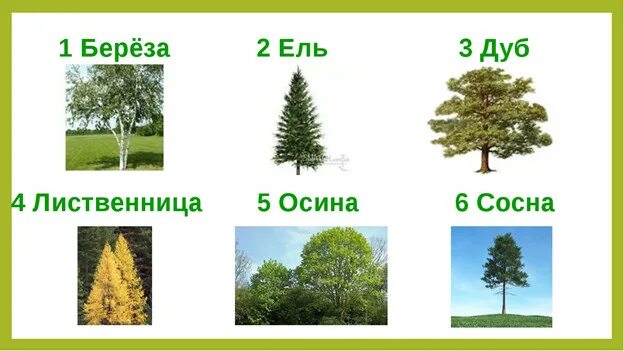 Осина пихта сосна. Ель сосна осина дуб береза липа. сосна тополь липа осина лиственница. дуб ель сосна. дуб береза ель.