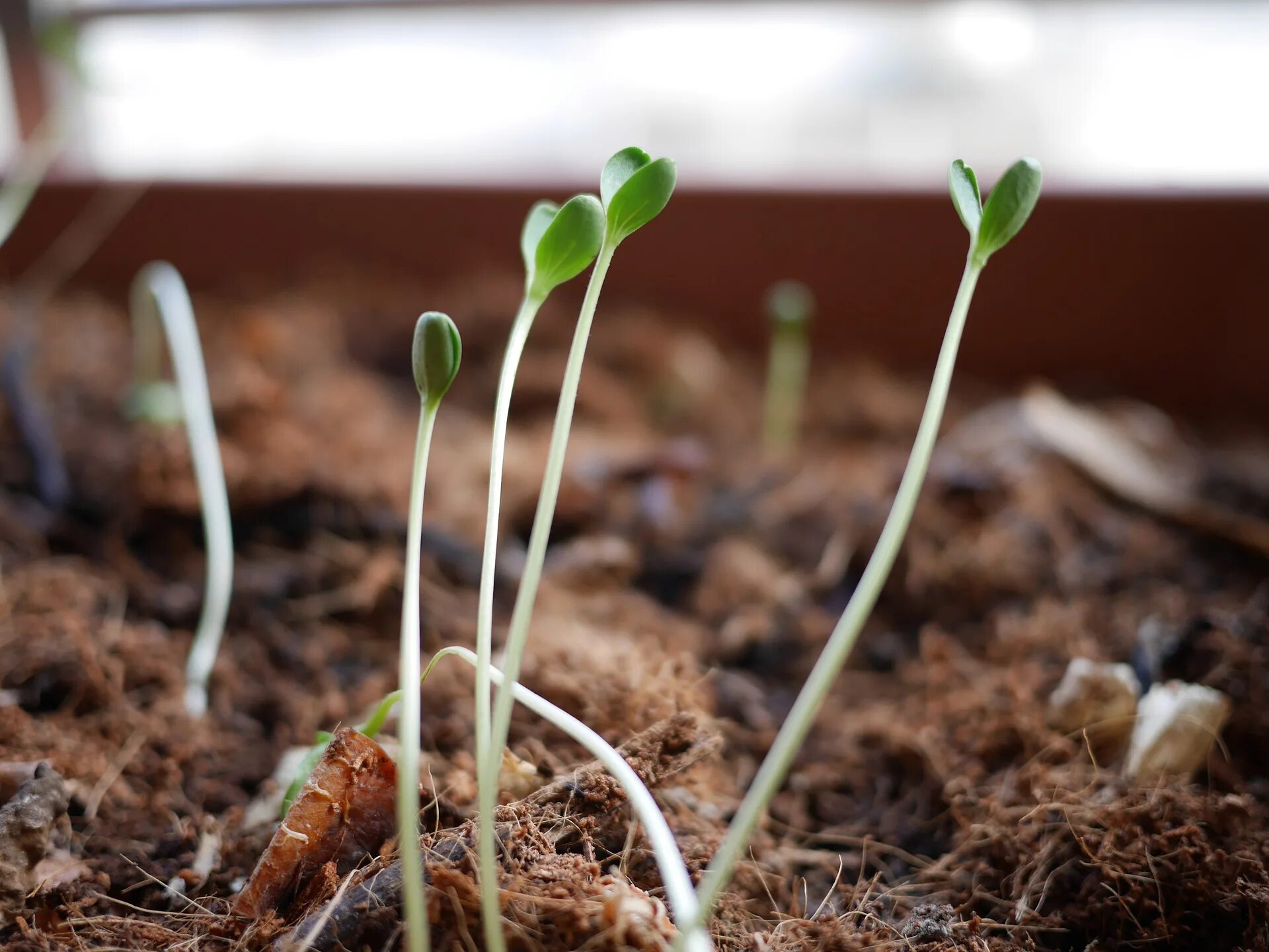 При какой температуре прорастает капуста. Росток плодоносный Иосиф Росток. Seedling «рассада». Книффофия всходы сеянцев. Проростки капусты.