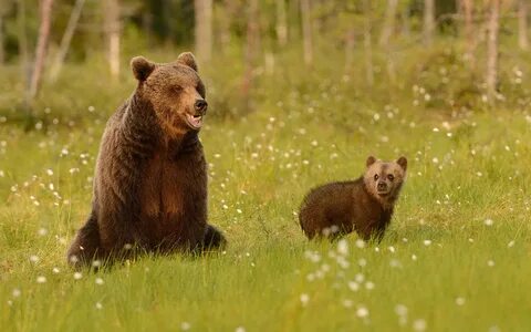 Бурый медведь является родственником панды