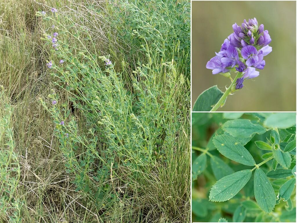 Полевые цветы: фото и названия растений. Картинки луговых цветов Flowers, Plants