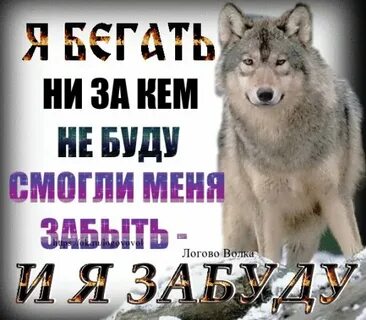 Группа одинокий волк