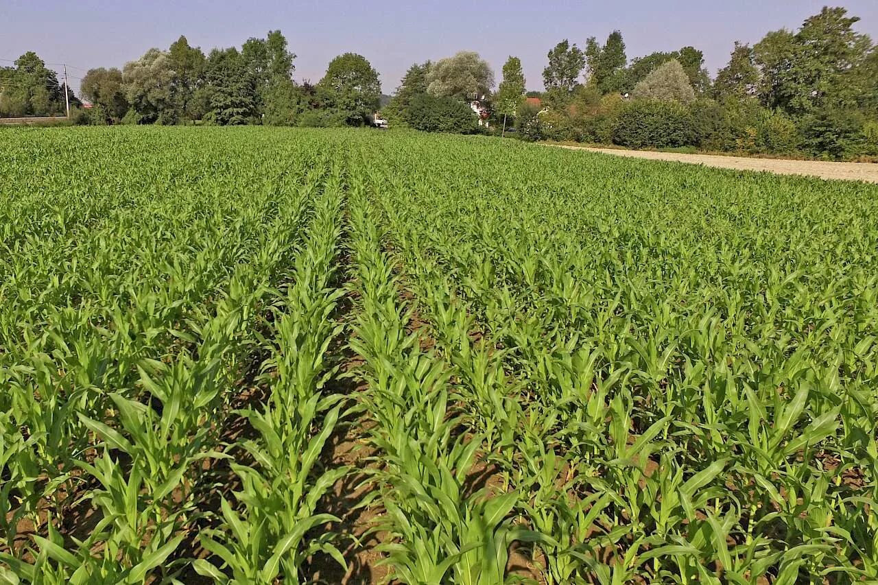 Искусственные агроценозы. Селекция кукурузы. Селекционные поля,. Агроэкосистема поле. Агроценоз.