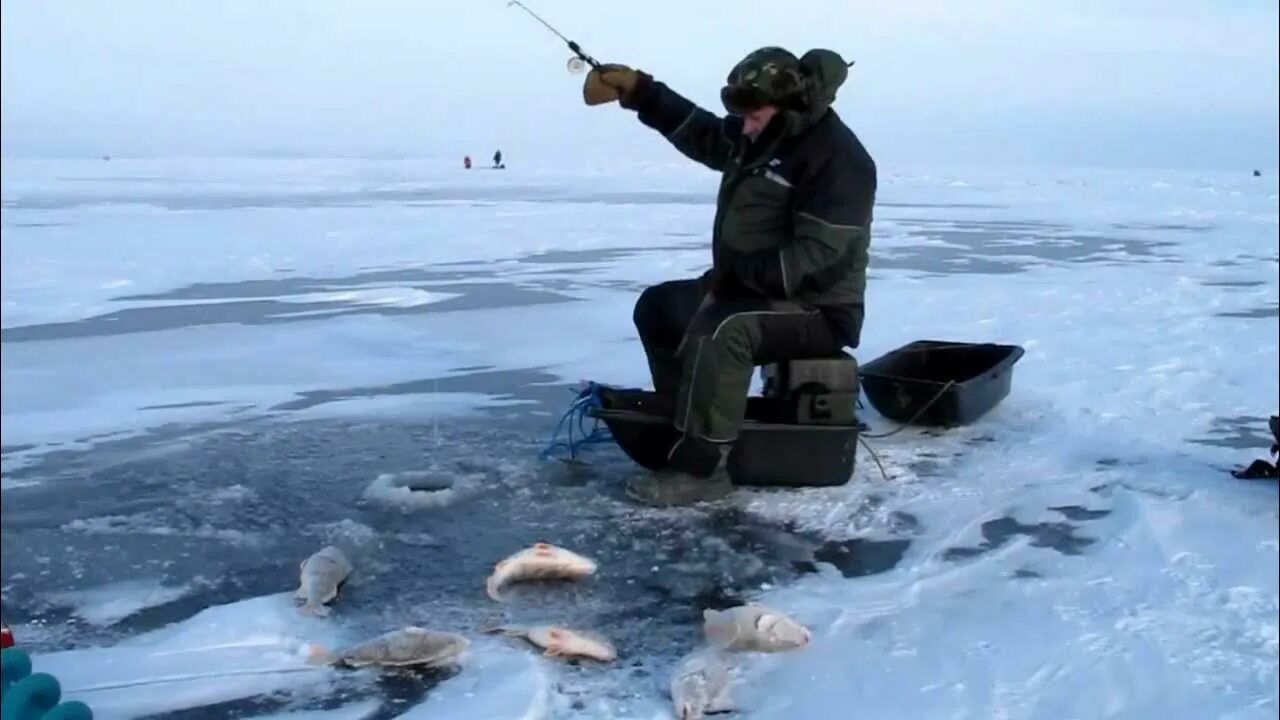 Где зимой ловят рыбу. Зимняя рыбалка окуни Чудское озеро. Куршский залив рыбалка. Рыбалка на Чудском озере. Чудское озеро рыбалка зимой.