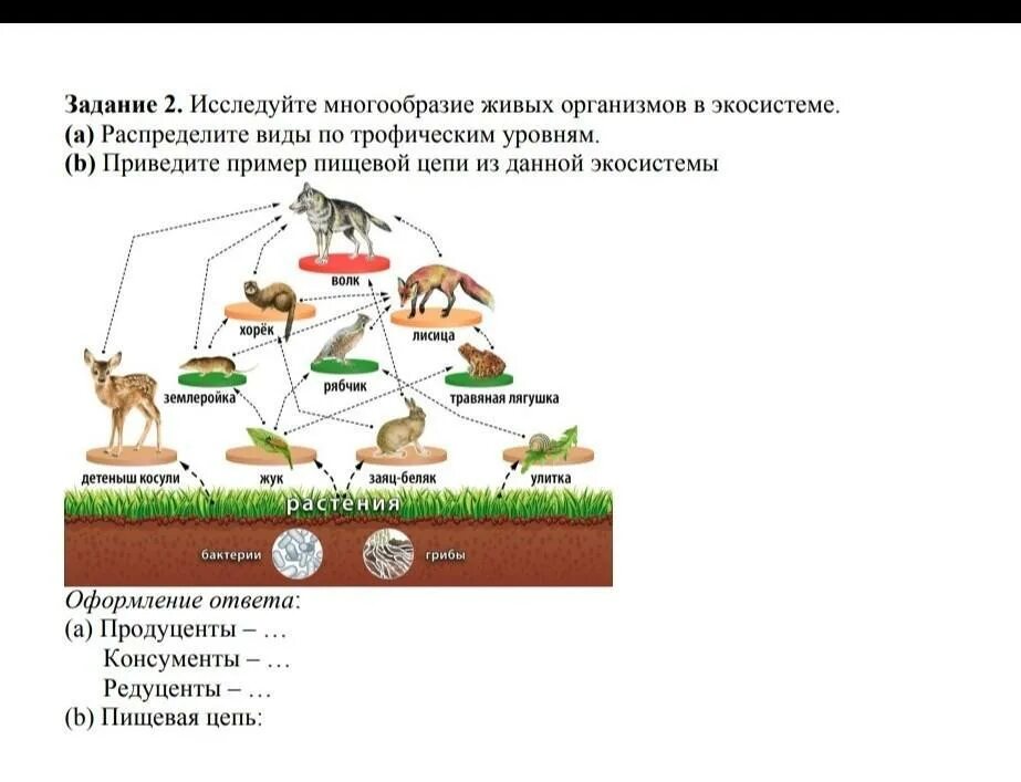 Живые организмы определяют состав. Трофические уровни схема. Трофические уровни 5 класс биология. Трофические уровни экосистемы схема. Многообразие живых организмов.